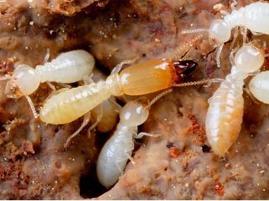 预防白蚁先了解白蚁的分类
