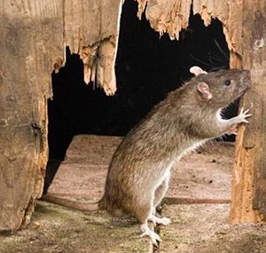 佛山灭鼠中心：家里要怎么防止老鼠
