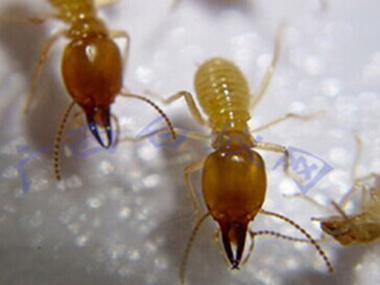 大塘白蚁防治公司白蚁的生活习性是什么