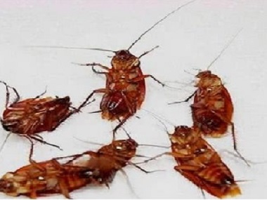 云东海杀虫灭鼠公司为什么在办公室里会有蟑螂