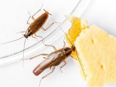 三水灭蟑螂公司告诉你肥皂水杀死蟑螂绝对有效