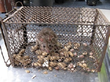 佛山杀虫灭鼠公司捕鼠笼灭鼠工具应该布置在什么位置