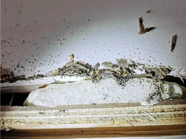 云东海白蚁防治告诉你为什么新建房屋会有白蚁危害
