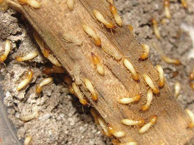 西南杀灭白蚁公司白蚁的寿命有多长，白蚁怎样繁衍