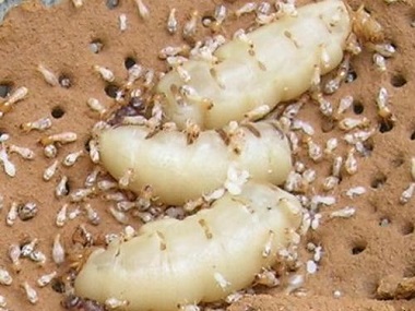 芦苞白蚁预防中心白蚁防治方法以及介绍白蚁的危害
