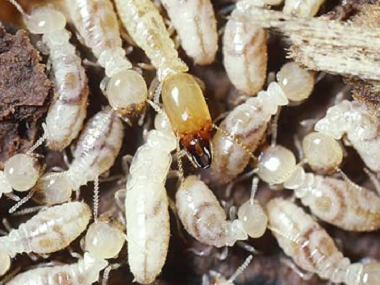 云东海白蚁防治公司说说白蚁的危害以及白蚁的特性