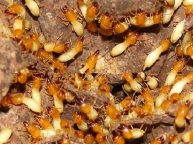 西南除白蚁中心有什么方法可以消灭花卉的白蚁