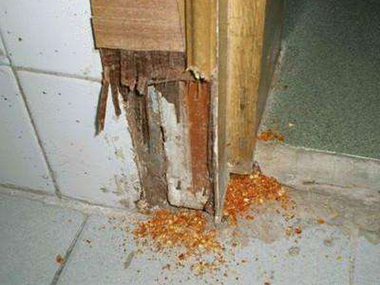 迳口白蚁防治公司房屋遭受白蚁危害是什么原因