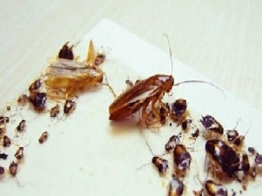 芦苞虫害消杀中心蟑螂真的杀不死、灭不绝吗？