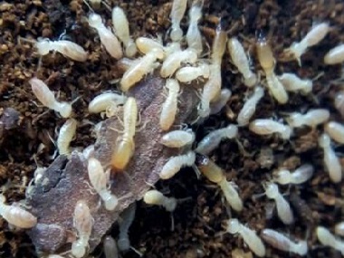 三水白蚁中心：白蚁分飞期到来，如何做好居家防范