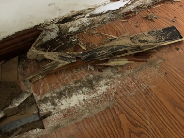 大塘除白蚁公司白蚁灭治为啥不能“一劳永逸”