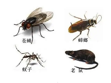佛山控制有害生物机构定期进行四害消杀有哪些好处？